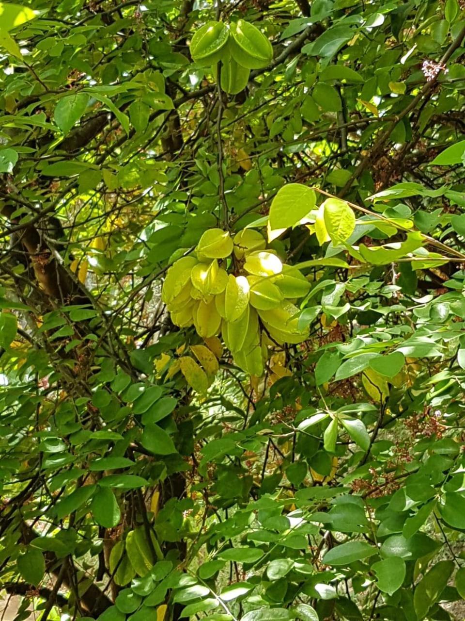 Pousada Rancho Flores Caeté Exteriör bild